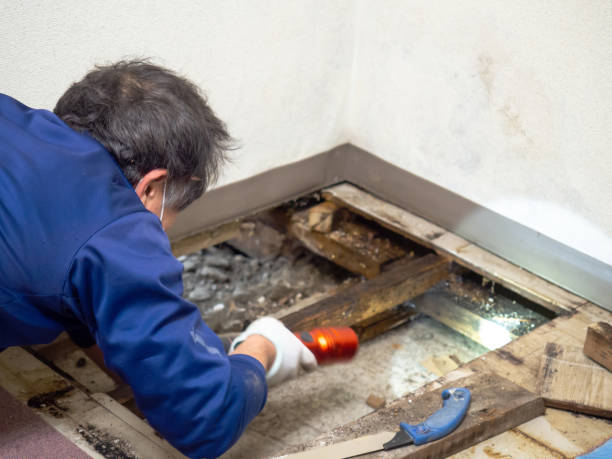 Best Best Mold Removal Companies  in Smith Center, KS