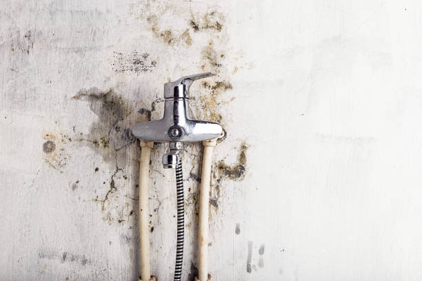 Best Certified Mold Removal  in Smith Center, KS