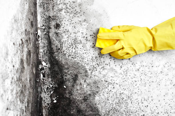 Best Residential Mold Removal  in Smith Center, KS
