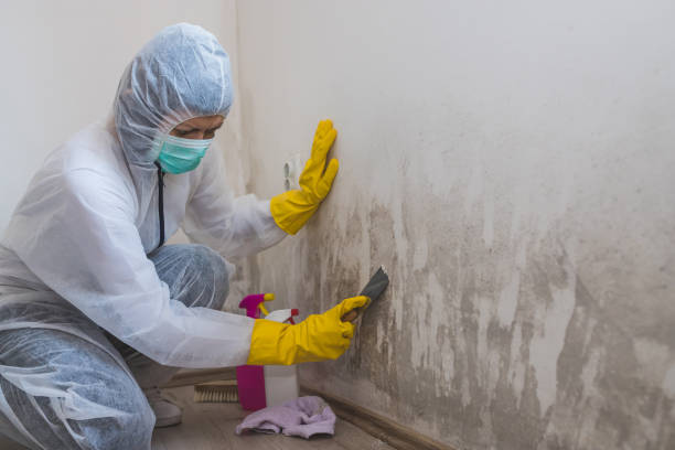 Best Toxic Mold Removal  in Smith Center, KS