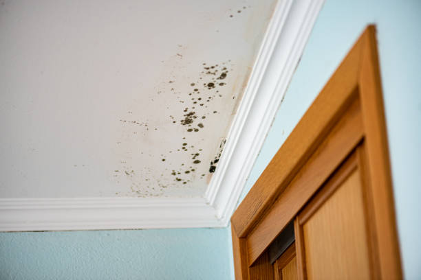 Best Commercial Mold Removal  in Smith Center, KS