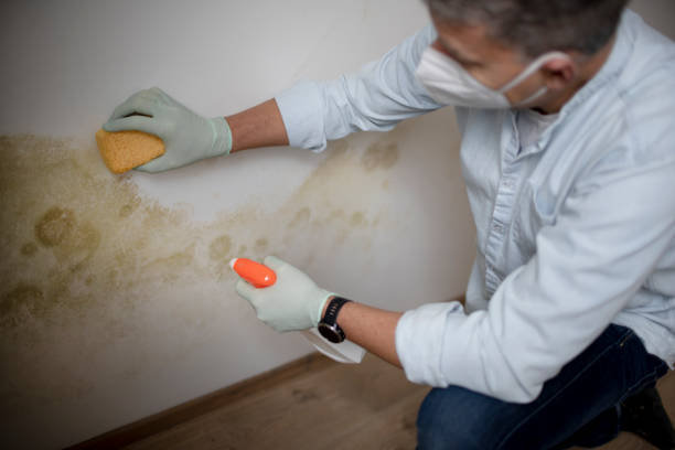 Best Mold Damage Repair  in Smith Center, KS