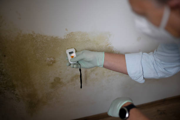 Best Mold Removal Company Near Me  in Smith Center, KS