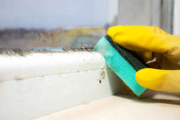 Best Professional Mold Removal  in Smith Center, KS