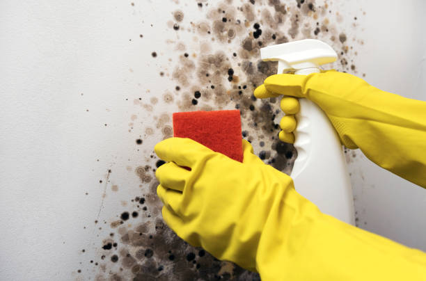 Best Local Mold Removal Service  in Smith Center, KS
